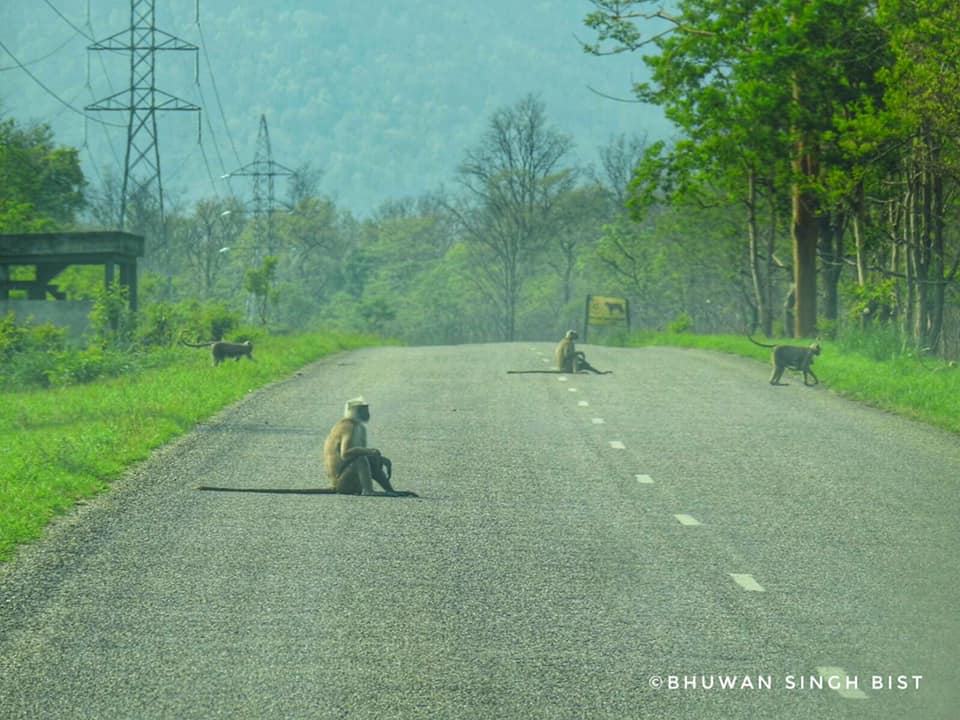 Himalayan gray langur
