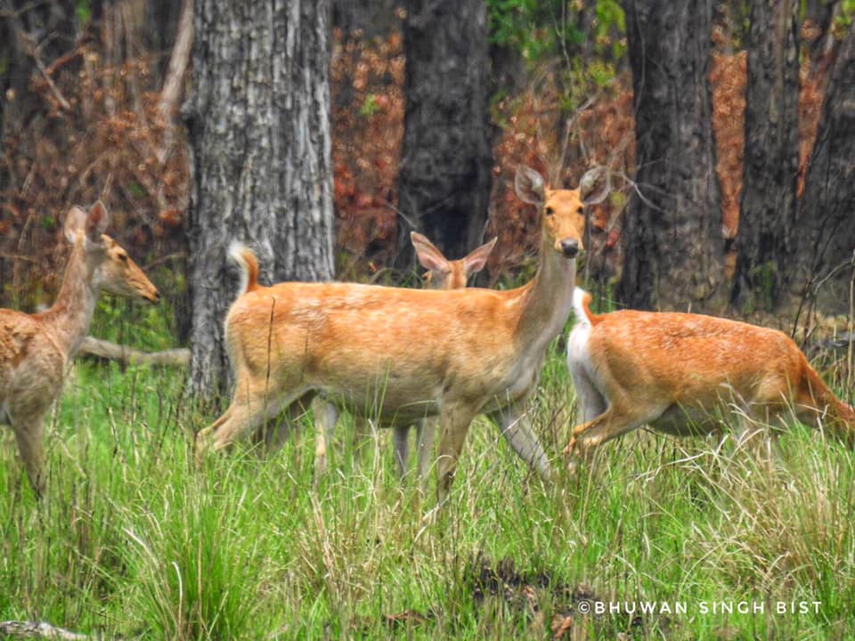 Swamp deer