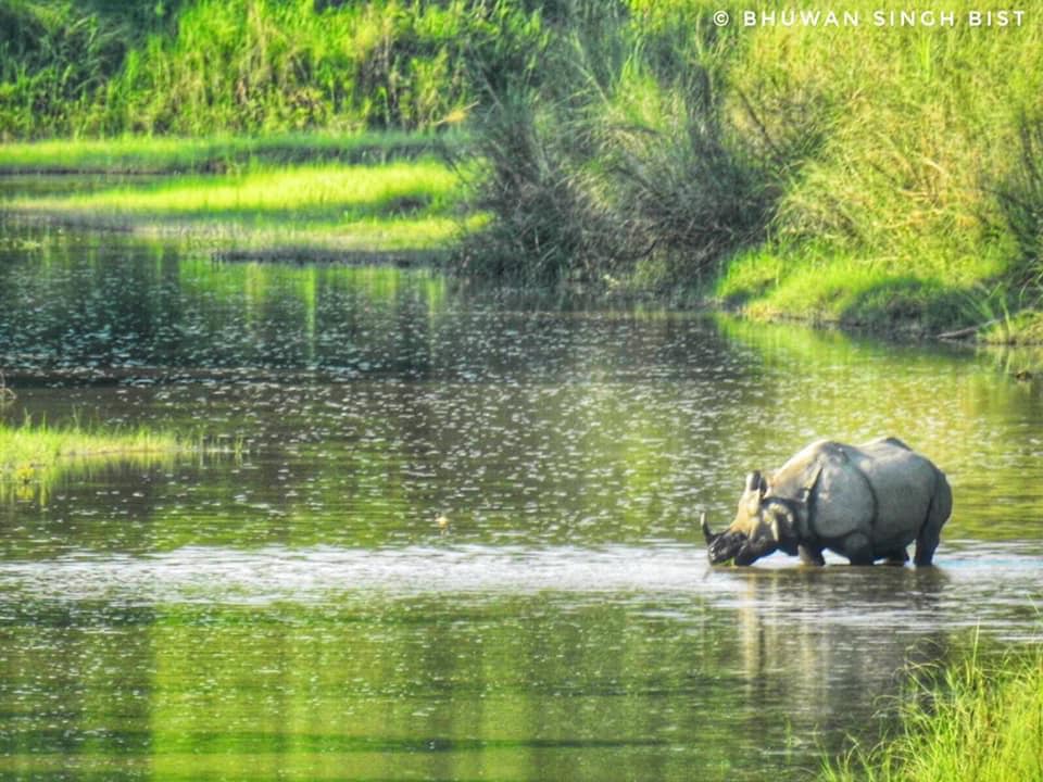 Greater one-horned rhinoceros