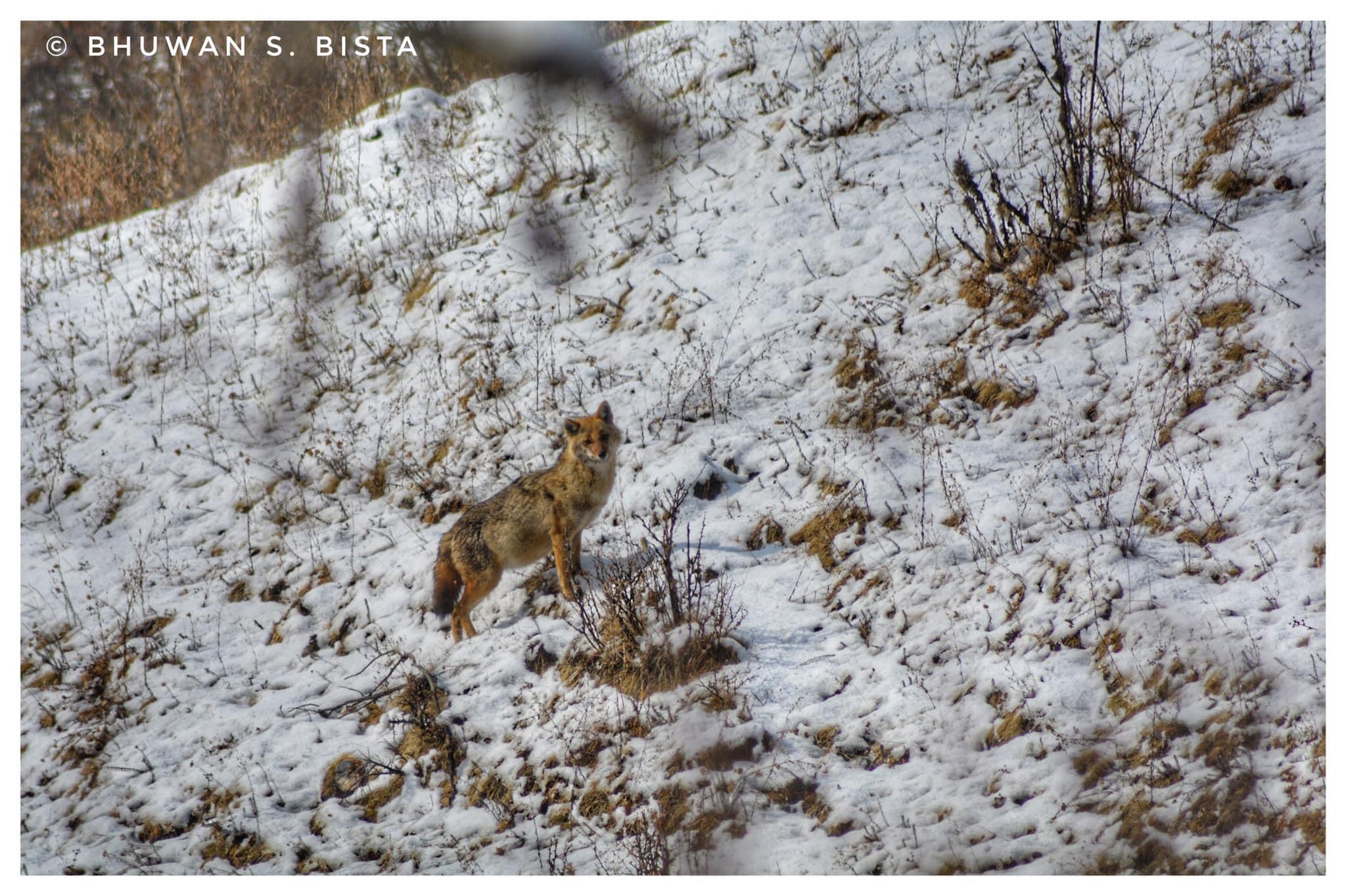 Golden jackal