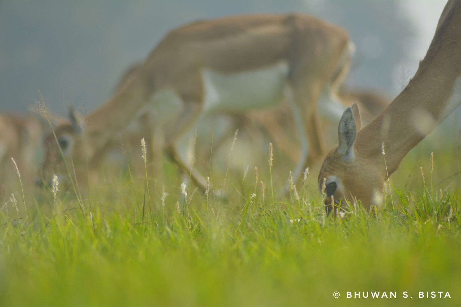 Blackbuck